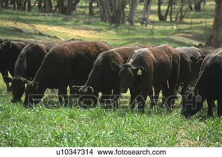 Picture - Cows grazing in field, Australia. Fotosearch