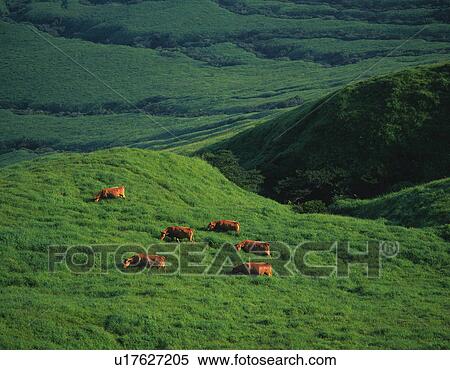 Cows in field, Kumamoto Prefecture, Kyushu, Japan View Large Photo Image Stock Photography - Cows in field, Kumamoto Prefecture, Kyushu, Japan. Fotosearch