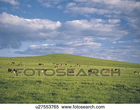 Stock Photography - Cows in Ranch Farm. Fotosearch