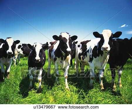 Cows in the field, Betsukai town, Hokkaido prefecture, Japan View Large Photo Image Stock Photo - Cows in the field, Betsukai town, Hokkaido prefecture, Japan. Fotosearch
