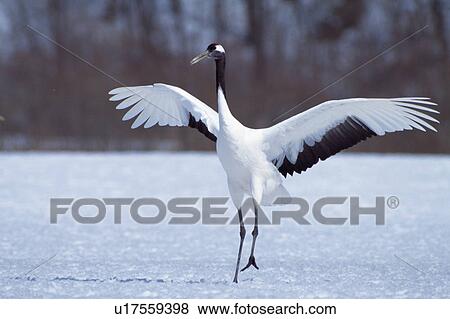 Stock Photo - Crane on the snowy land, Kushiro city, Hokkaido prefecture, Japan. Fotosearch