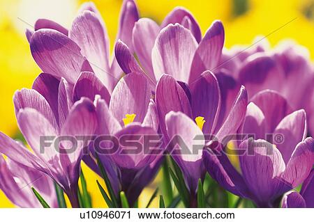Crocus flowers, close up View Large Photo Image Stock Image - Crocus flowers, close up. Fotosearch
