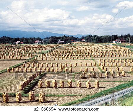 Crops dried in fields, Iwate prefecture, Japan View Large Photo Image Picture - Crops dried in fields, Iwate prefecture, Japan. Fotosearch