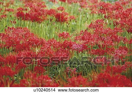 Custer Amaryllis View Large Photo Image Picture - Custer Amaryllis. Fotosearch
