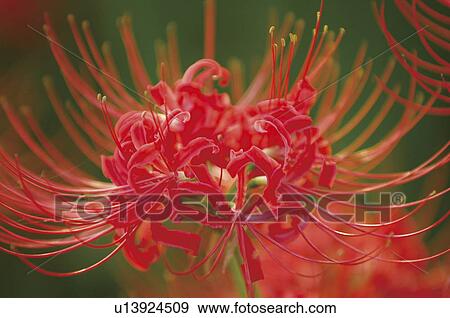Stock Photo - Custer Amaryllis. Fotosearch