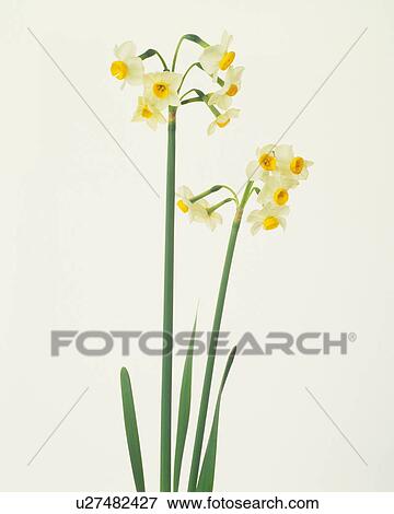 Daffodils, white background View Large Photo Image Stock Photo - Daffodils, white background. Fotosearch