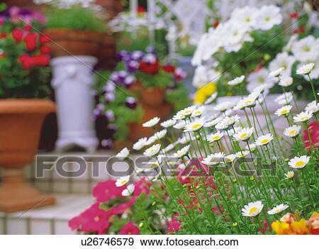 Daises View Large Photo Image Stock Photo - Daises. Fotosearch