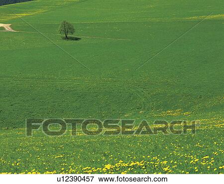Dandelion View Large Photo Image Stock Photo - Dandelion. Fotosearch