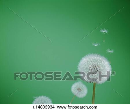Picture - Dandelion with seeds blowing. Fotosearch
