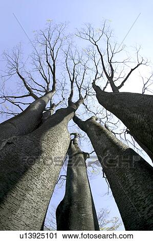 Deciduous trees View Large Photo Image Stock Image - Deciduous trees. Fotosearch