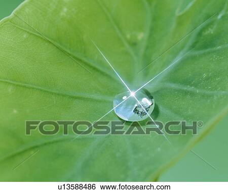 Dew drop on leaf View Large Photo Image Stock Photograph - Dew drop on leaf. Fotosearch