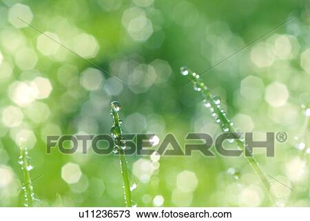 Stock Image - Dew drops on grass. Fotosearch