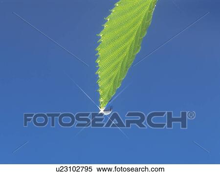 Dew on the Leaf Top View Large Photo Image Stock Photography - Dew on the Leaf Top. Fotosearch