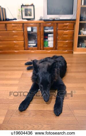 Stock Photograph - Dog lying down in a room. Fotosearch