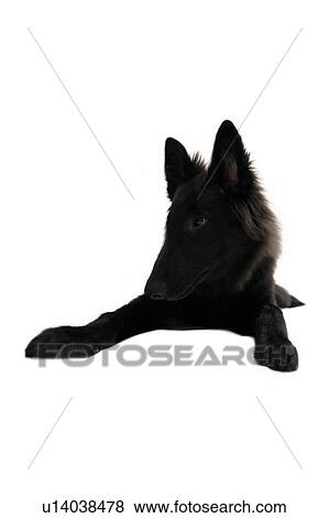 Dog lying down View Large Photo Image Stock Photo - Dog lying down. Fotosearch