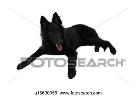 Stock Photo - Dog lying down. Fotosearch