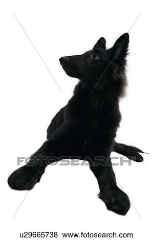 Dog lying down View Large Photo Image Stock Photo - Dog lying down. Fotosearch