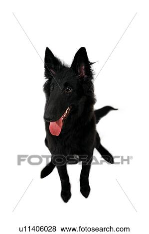 Stock Photo - Dog sitting. Fotosearch