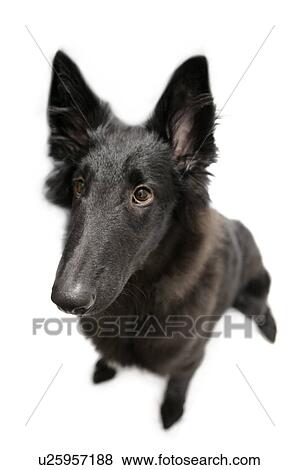 Dog sitting View Large Photo Image Stock Photo - Dog sitting. Fotosearch