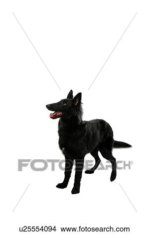 Dog standing View Large Photo Image Picture - Dog standing. Fotosearch