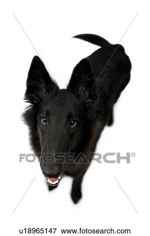 Stock Photo - Dog standing. Fotosearch