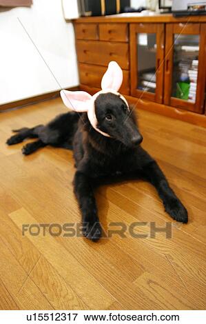 Stock Photo - Dog wearing rabbit ears. Fotosearch