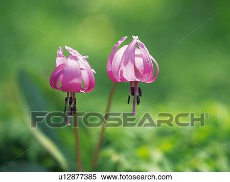 Stock Photography - Dogtooth violet. Fotosearch