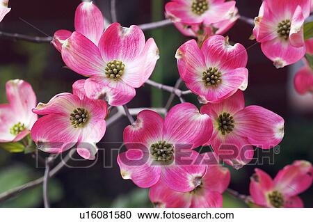 Dogwood flowers View Large Photo Image Stock Image - Dogwood flowers. Fotosearch