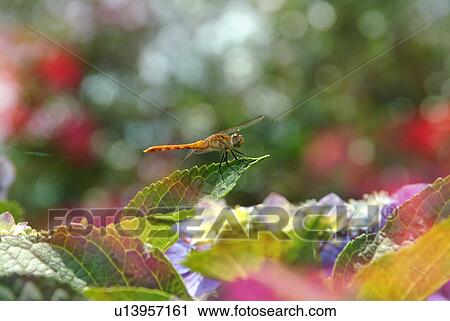Stock Image - Dragonfly. Fotosearch