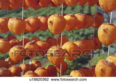Dried persimmons, close up View Large Photo Image Stock Image - Dried persimmons, close up. Fotosearch