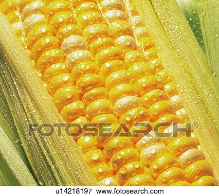 Ear of Corn View Large Photo Image Stock Photo - Ear of Corn. Fotosearch