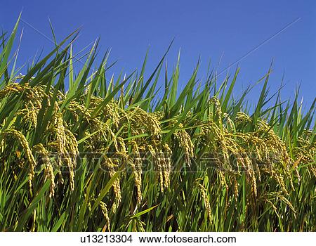 Ear of Rice View Large Photo Image Picture - Ear of Rice. Fotosearch