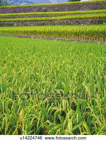 Ear of Rice View Large Photo Image Stock Photograph - Ear of Rice. Fotosearch