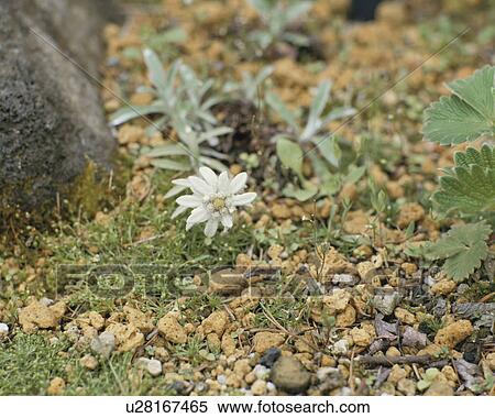 Stock Photography - Edelweiss, close up, Hakone town, Kanagawa prefecture, Japan. Fotosearch