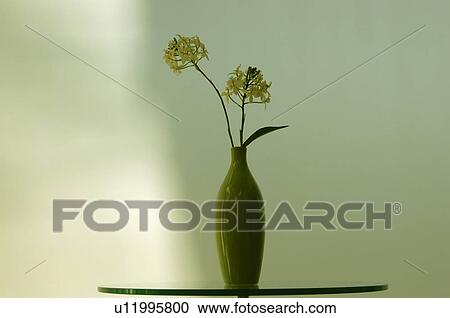 Stock Image - Epidendrum in vase. Fotosearch