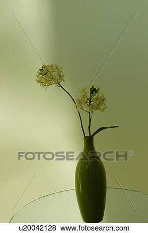 Epidendrum in vase View Large Photo Image Stock Photo - Epidendrum in vase. Fotosearch
