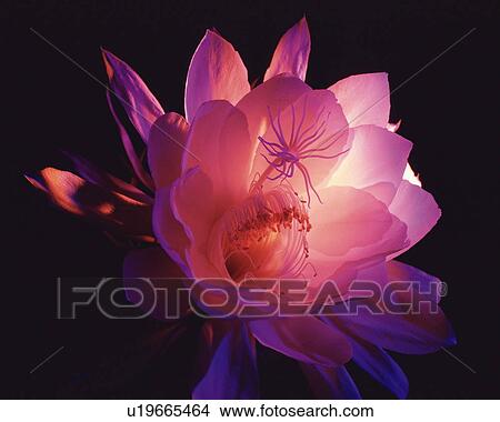 Epiphyllum oxypetalum View Large Photo Image Picture - Epiphyllum oxypetalum. Fotosearch