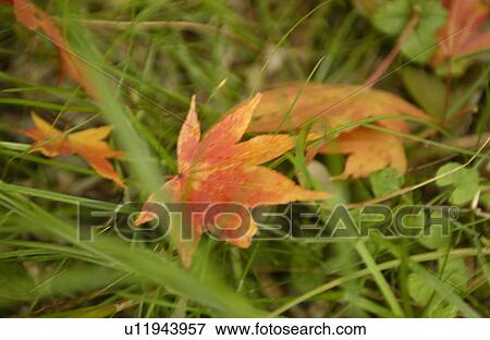 Stock Photo - Fallen autumn leaves on grass. Fotosearch