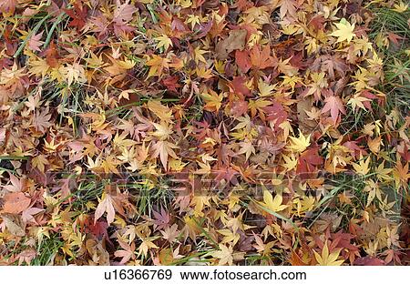 Fallen autumn leaves on grass View Large Photo Image Stock Photo - Fallen autumn leaves on grass. Fotosearch