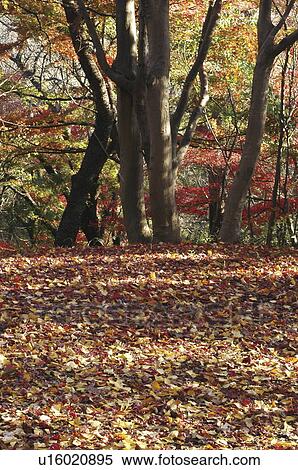 Stock Photography - Fallen leaves, Tokyo Prefecture, Honshu, Japan. Fotosearch