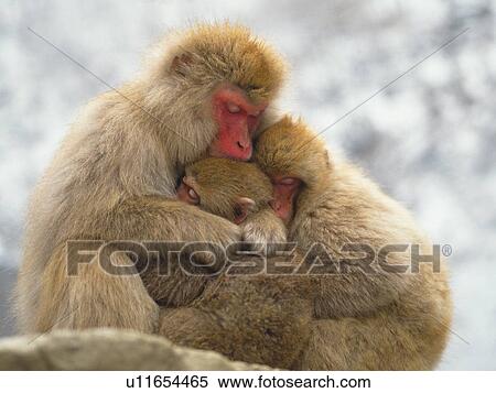 Family of Japanese macaque, Jigokudani, Yamanouchi town, Nagano prefecture, Japan View Large Photo Image Stock Photography - Family of Japanese macaque, Jigokudani, Yamanouchi town, Nagano prefecture, Japan. Fotosearch
