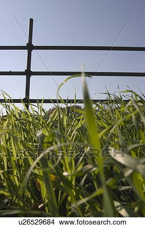 Picture - Fence and grass. Fotosearch
