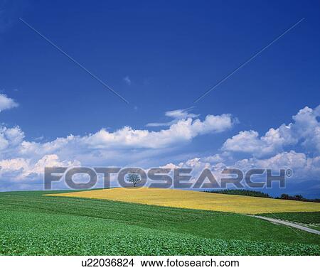 Field and tree, Hokkaido Prefecture, Japan View Large Photo Image Picture - Field and tree, Hokkaido Prefecture, Japan. Fotosearch