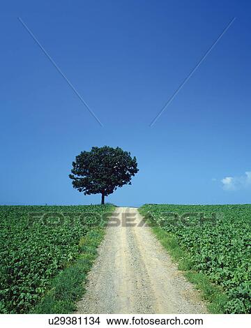 Picture - Field and tree, Hokkaido Prefecture, Japan. Fotosearch