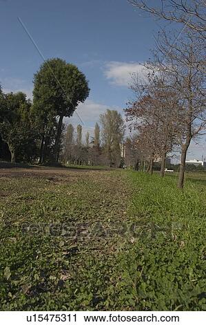 Stock Image - Field and trees. Fotosearch