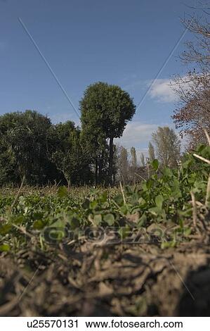 Stock Image - Field and trees. Fotosearch