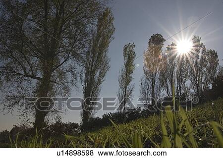 Field and trees View Large Photo Image Stock Photo - Field and trees. Fotosearch