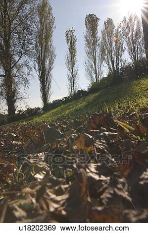 Stock Photo - Field and trees. Fotosearch