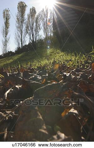Field and trees View Large Photo Image Stock Photograph - Field and trees. Fotosearch