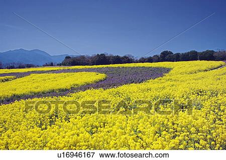 Field Mustard View Large Photo Image Stock Photo - Field Mustard . Fotosearch
